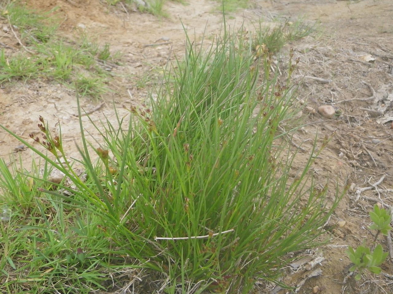 Juncus anceps habit
