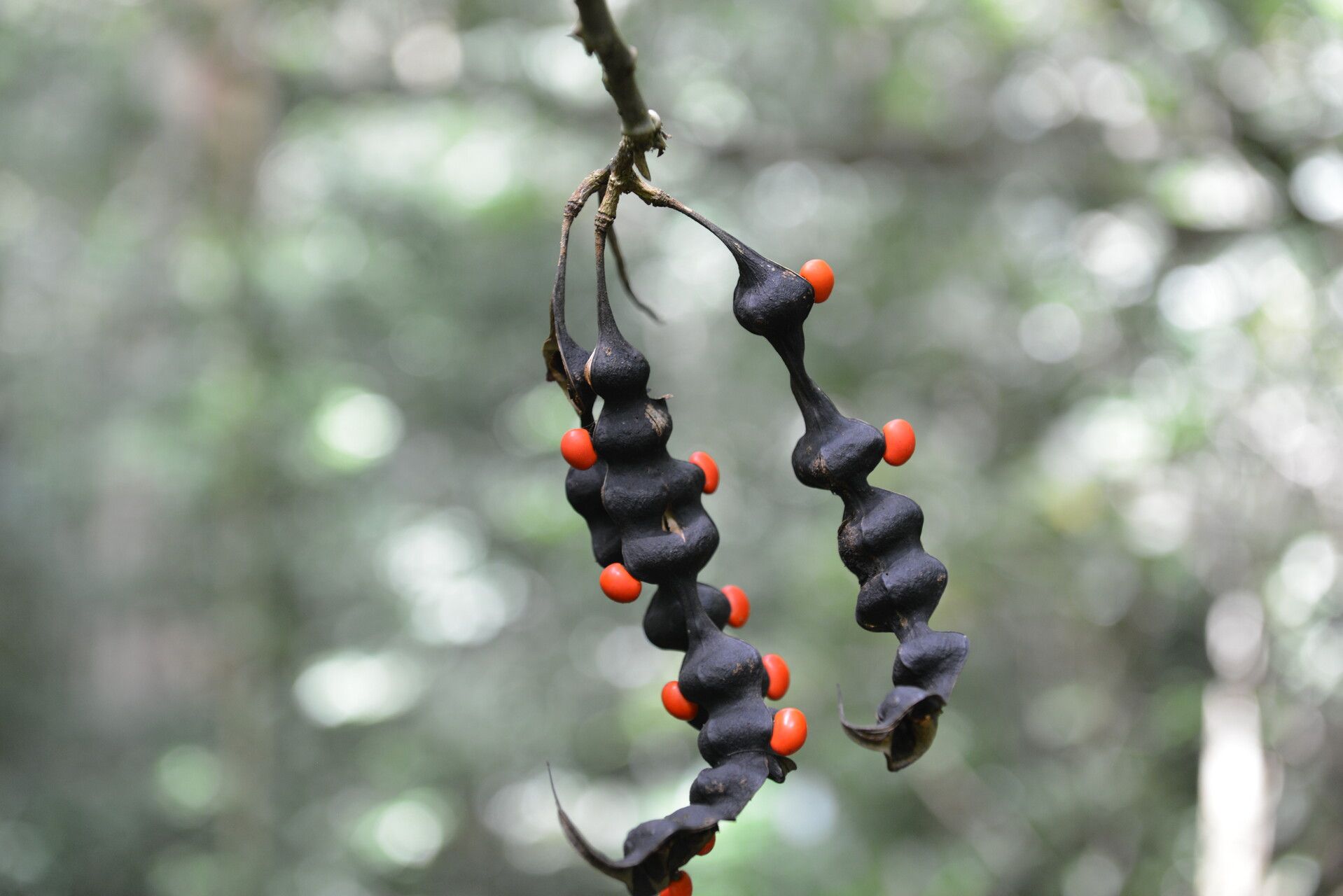 Erythrina lanceolata flower