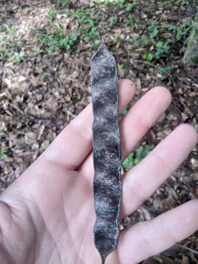 Parapiptadenia rigida fruit