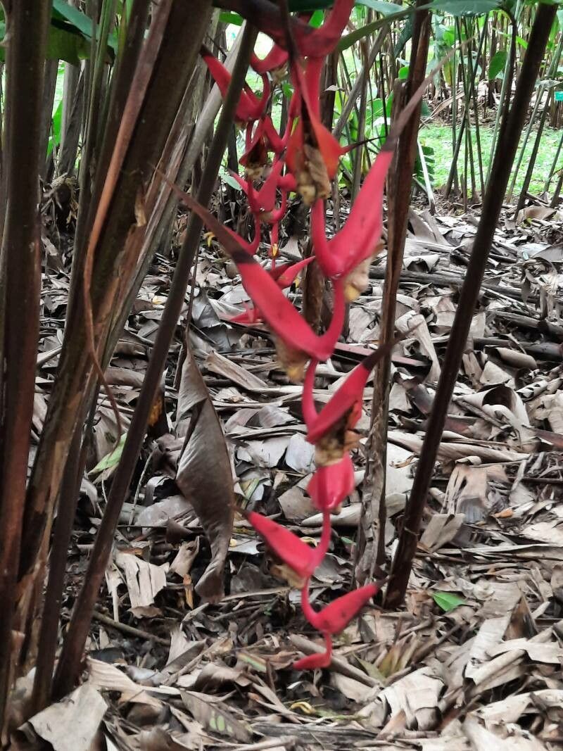 Heliconia trichocarpa flower