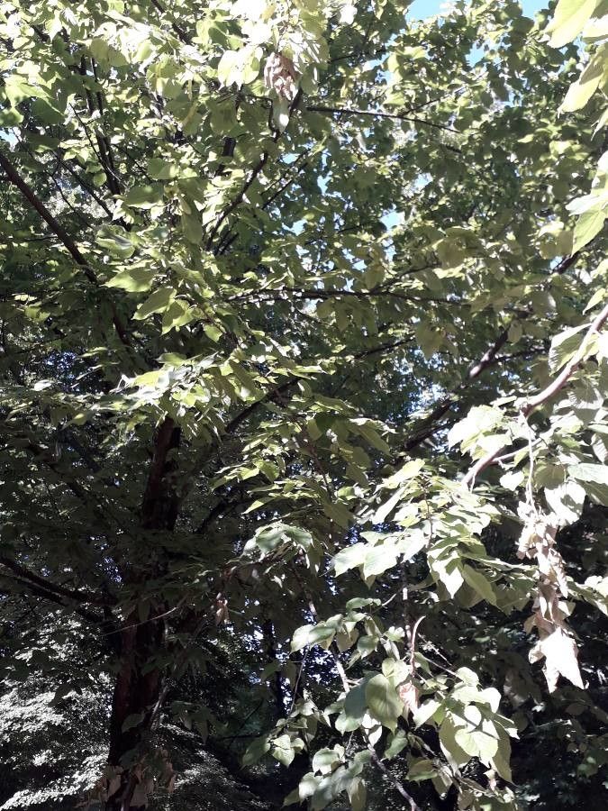 Tilia monticola habit