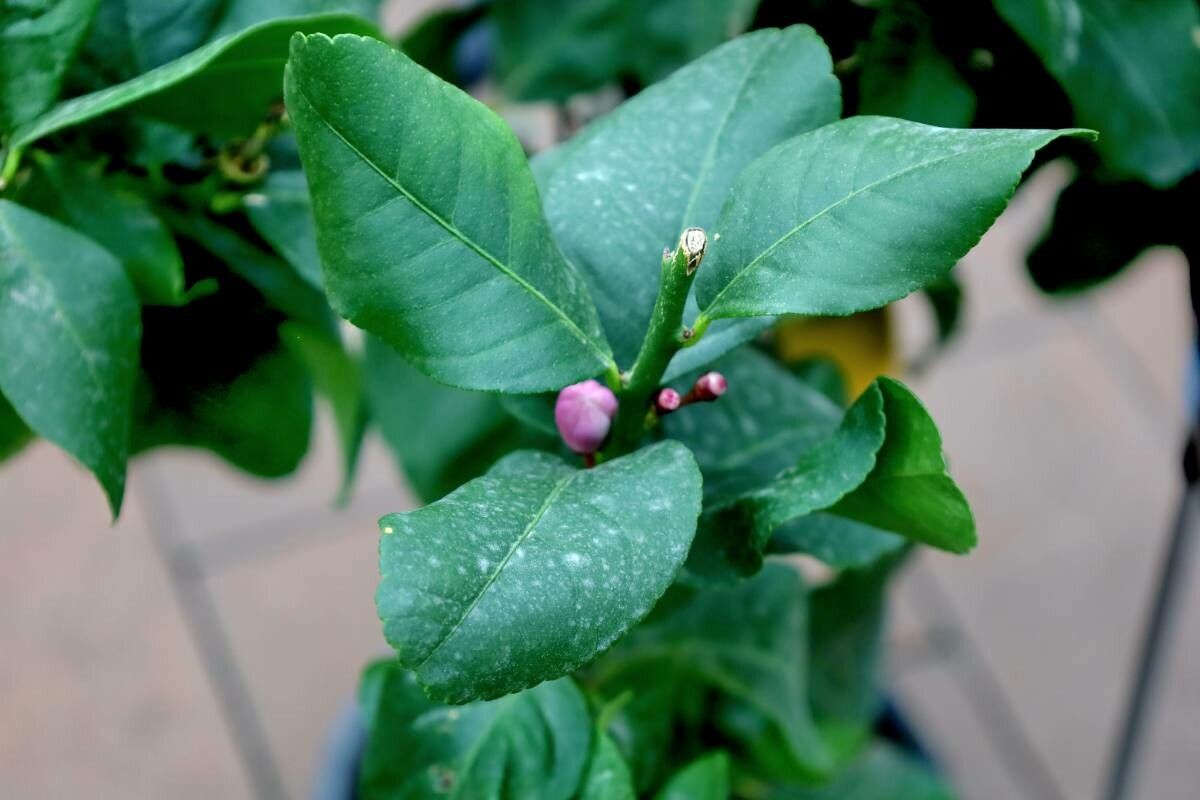 Citrus × aurantiifolia leaf