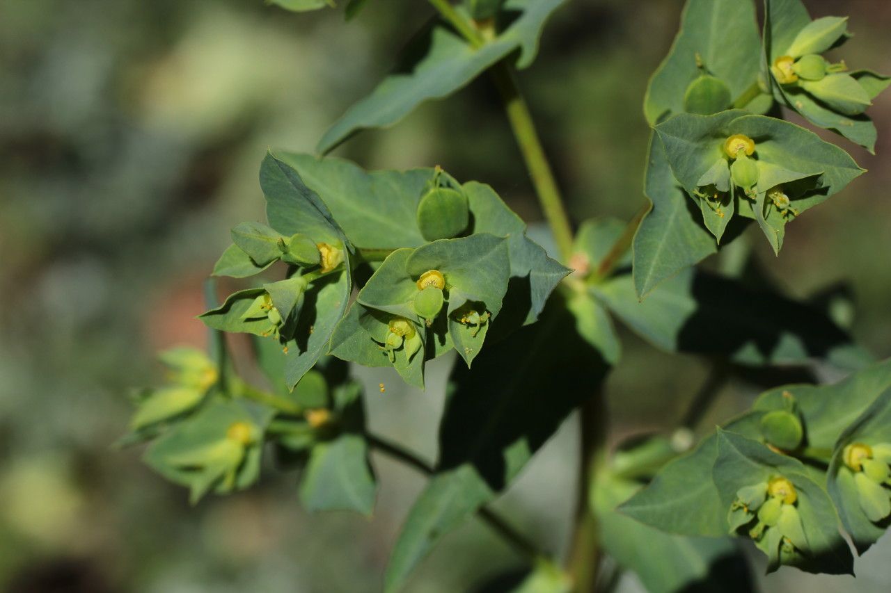 Euphorbia lagascae flower