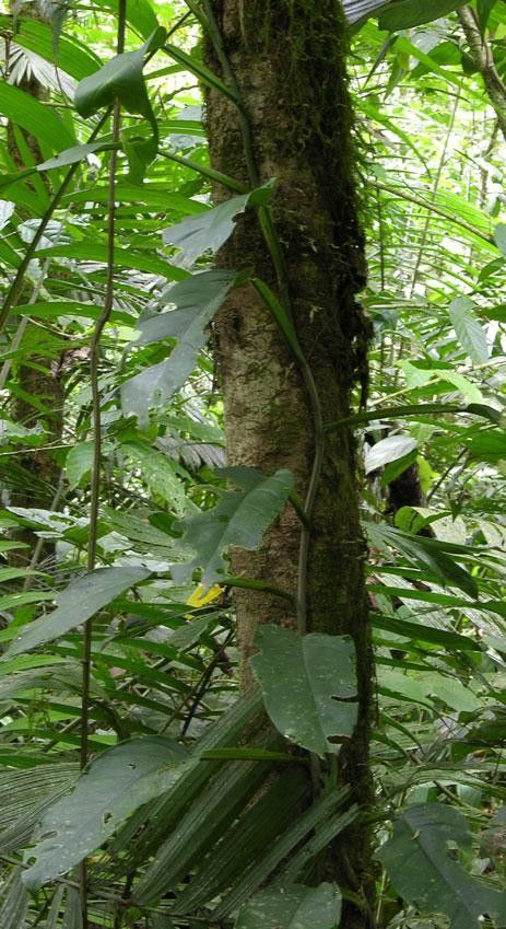 Philodendron sulcatum bark