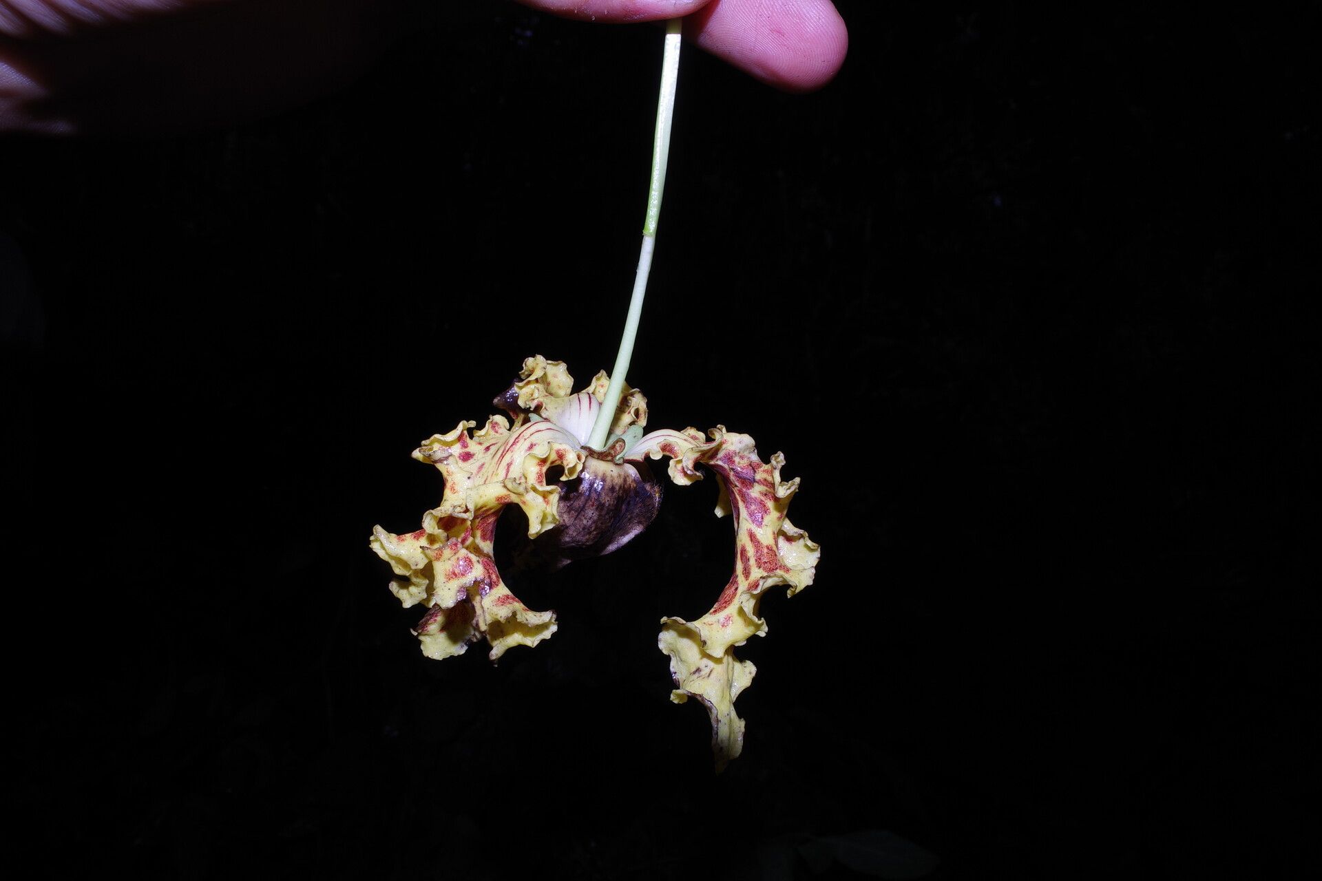 Monodora undulata flower