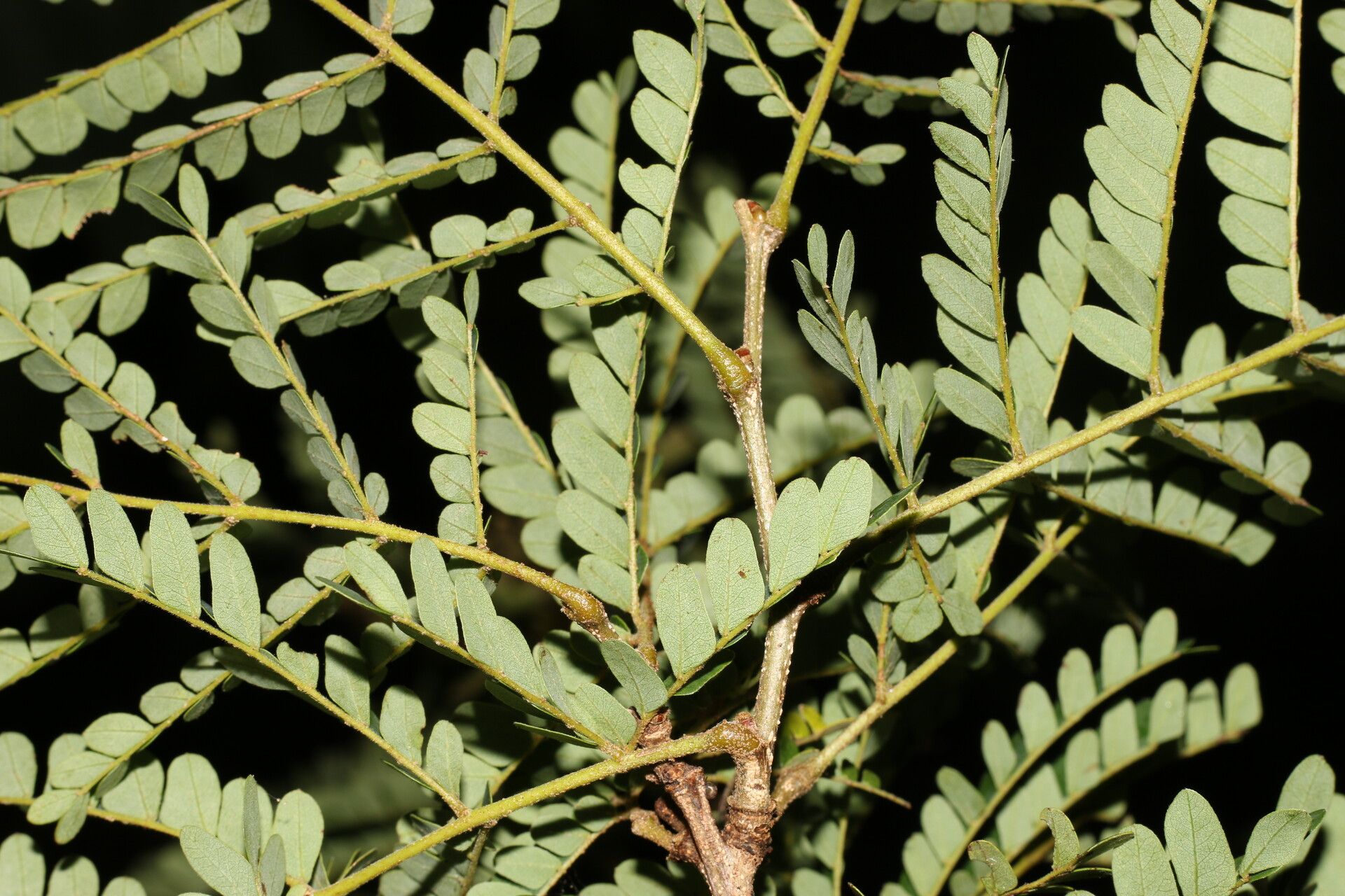 Caesalpinia eriostachys bark