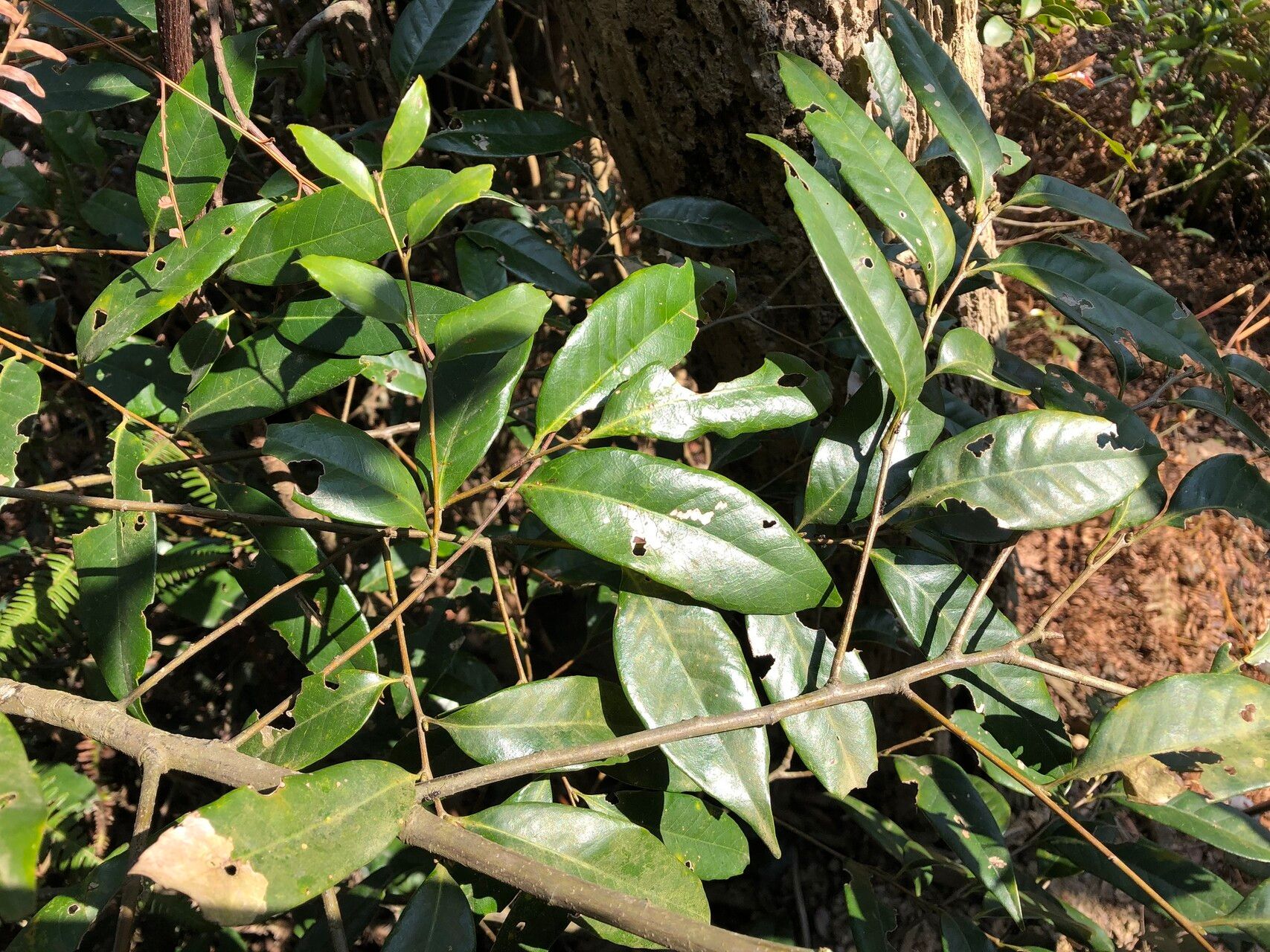 Lithocarpus uraianus — search result for 'Lithocarpus'