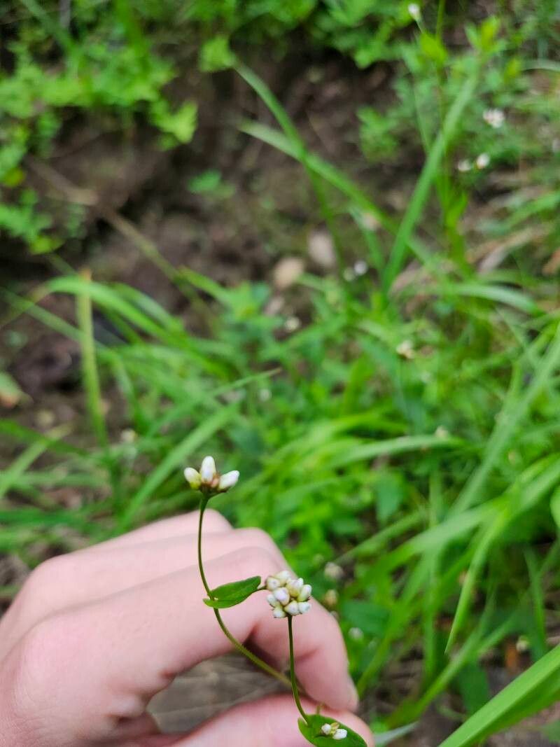Persicaria sagittata flower
