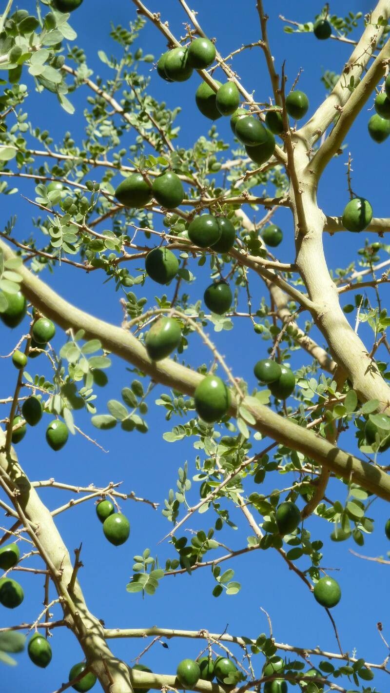 Geoffroea decorticans fruit