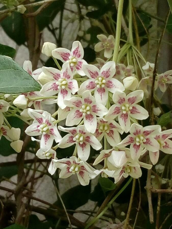 Parsonsia flexuosa flower
