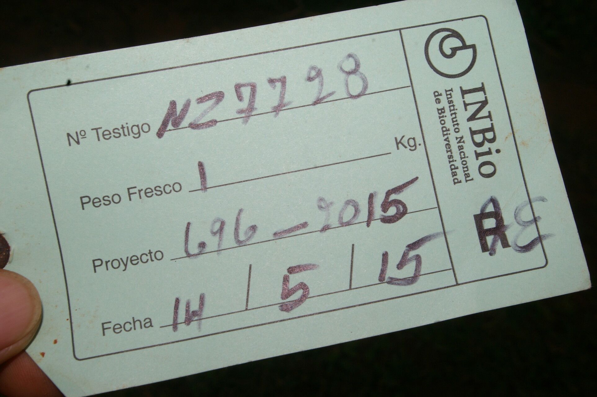 Guilandina urophylla fruit