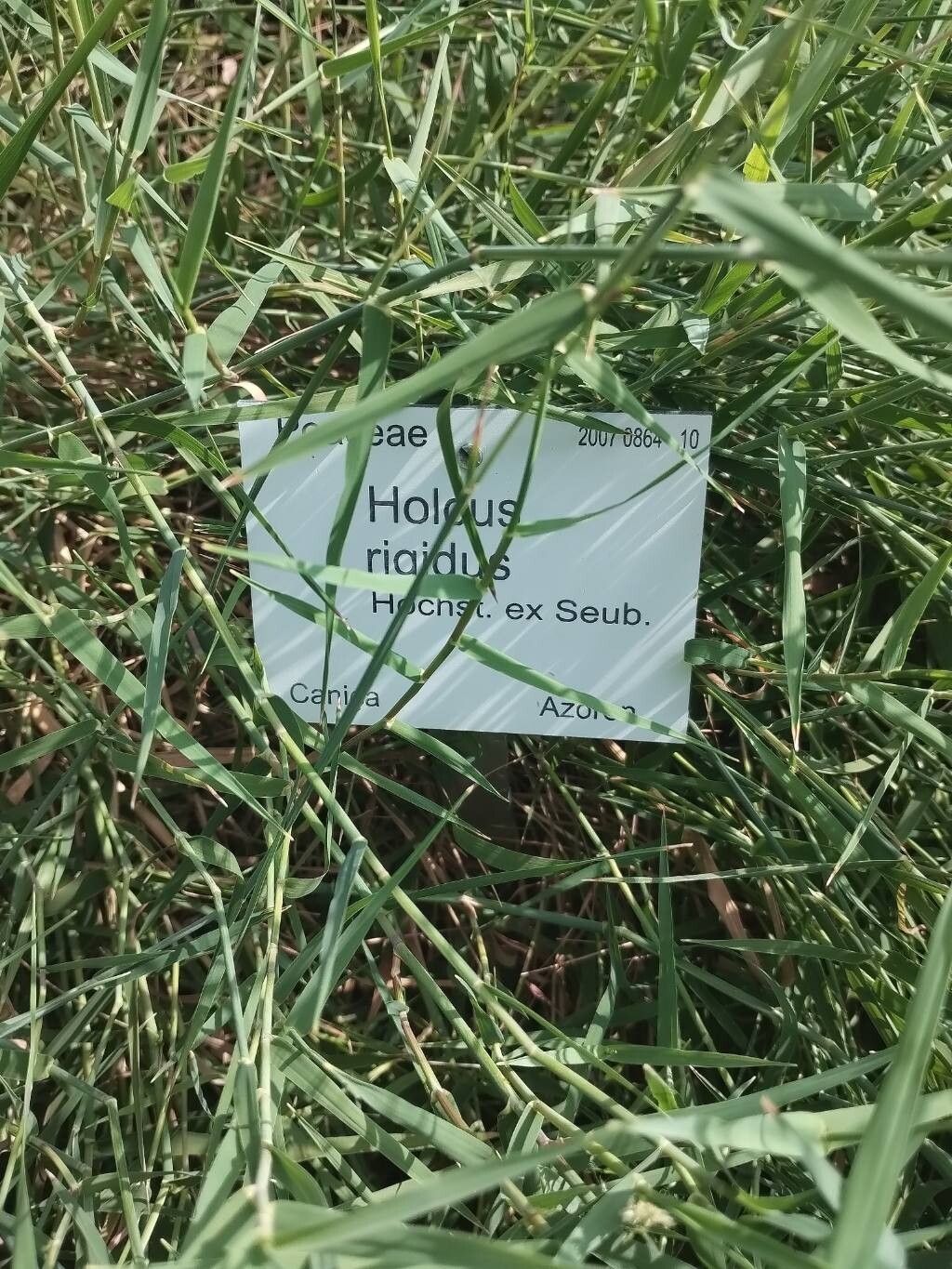 Holcus rigidus other