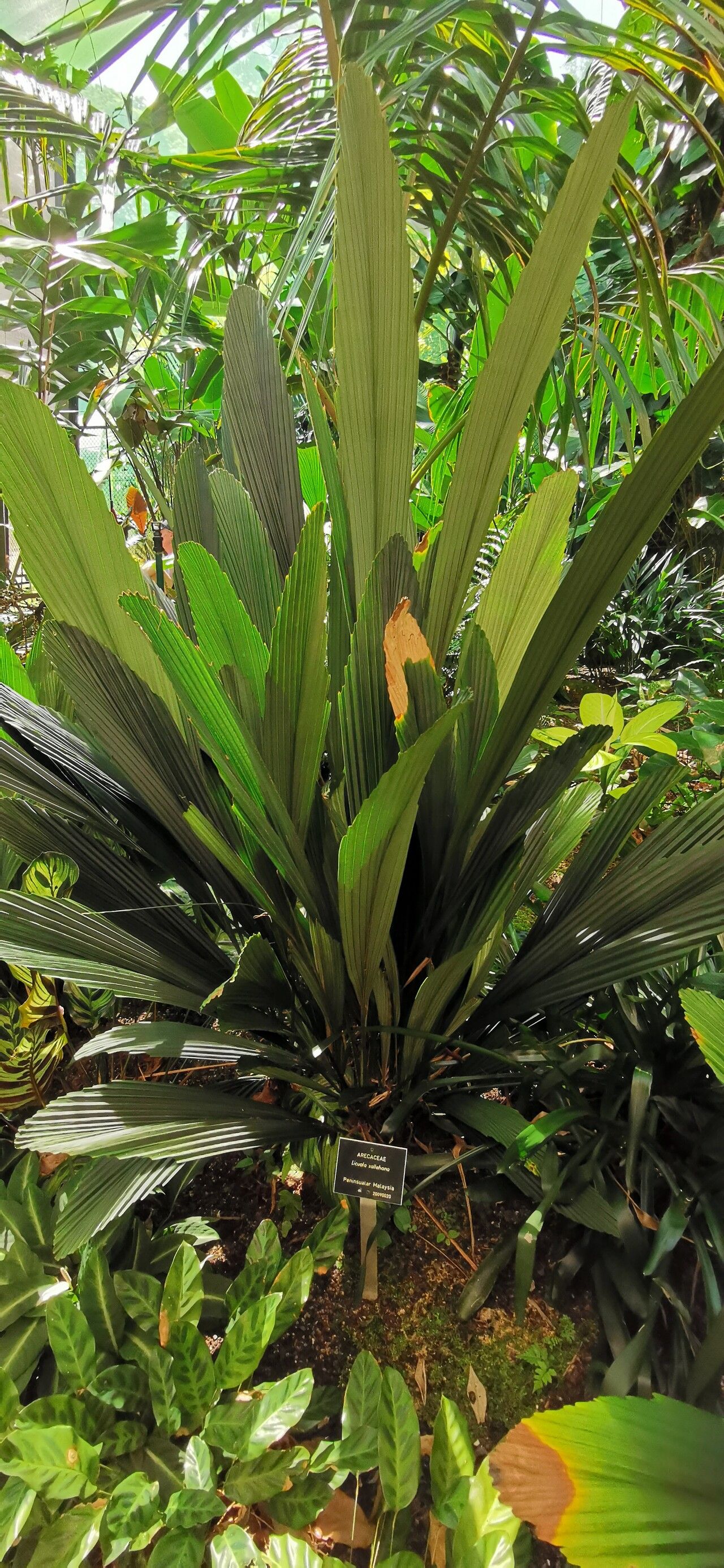 Licuala sallehana — search result for 'Licuala'