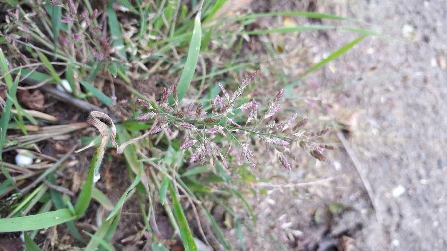 Eragrostis cilianensis flower