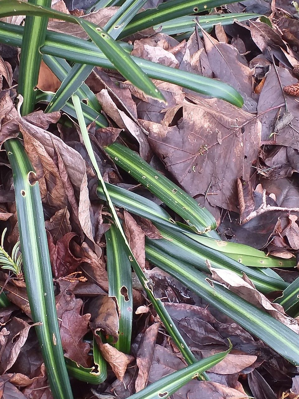 Rohdea nepalensis leaf