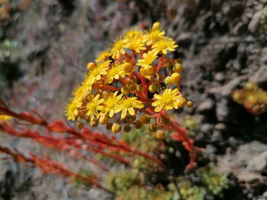 Aeonium spathulatum flower