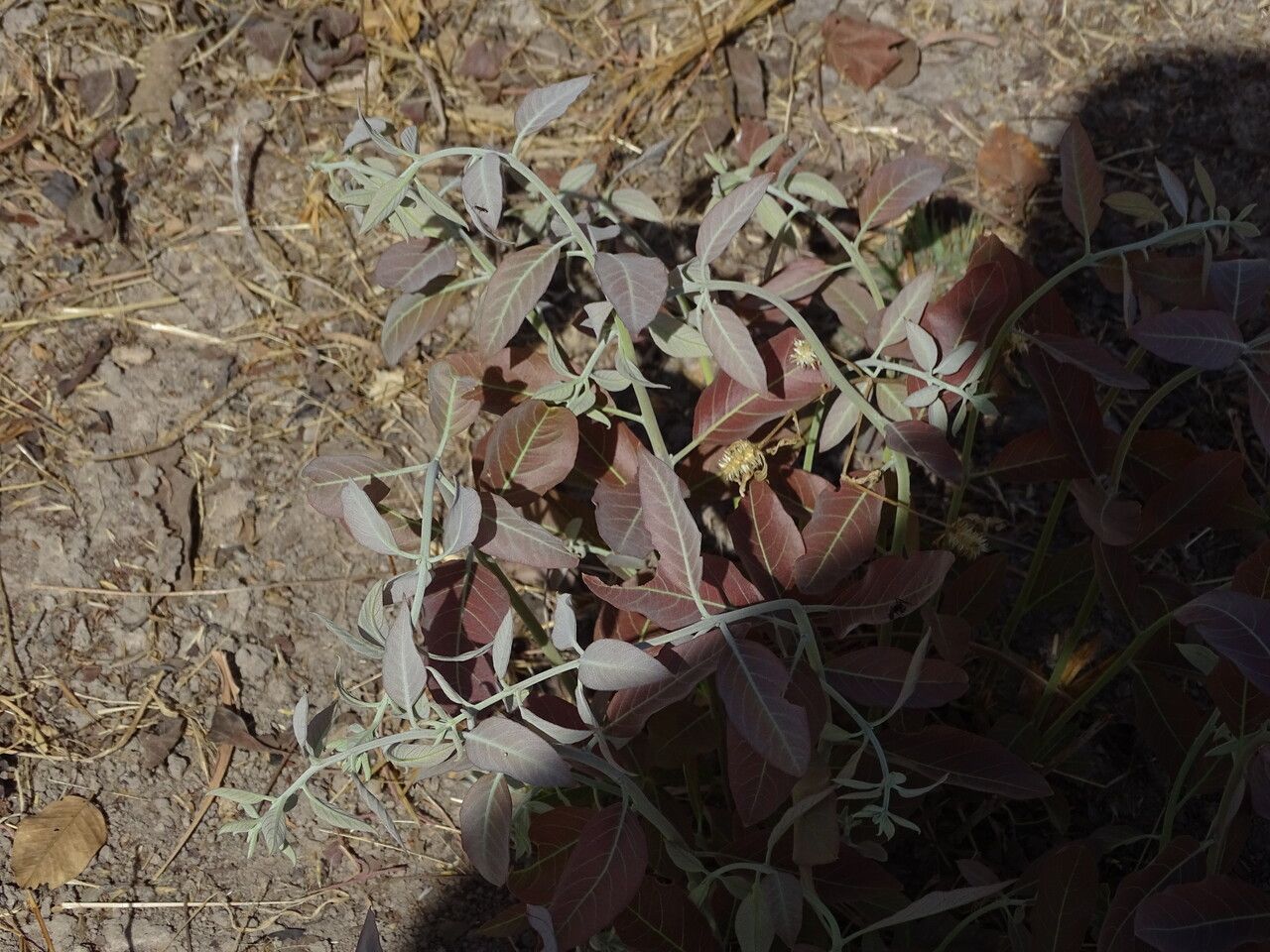 Combretum glutinosum leaf