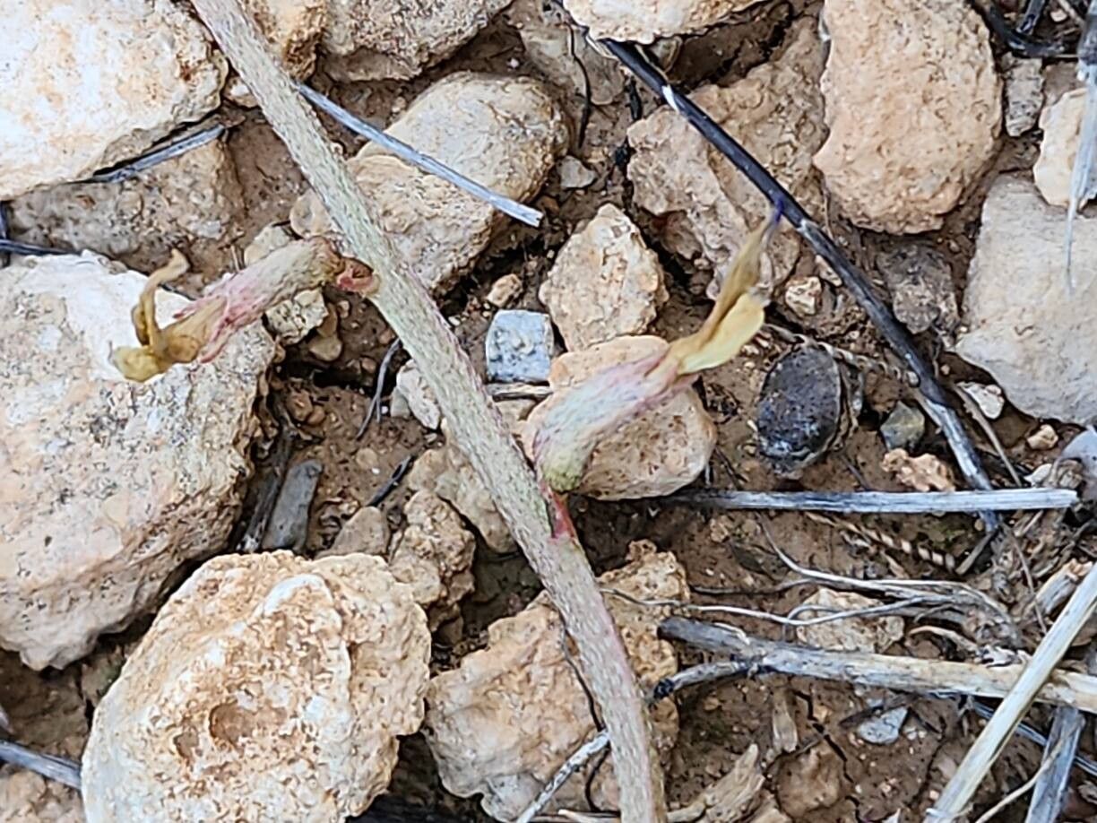 Astragalus curvirostris fruit
