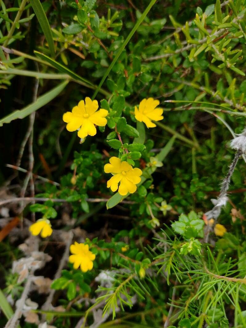 Hibbertia empetrifolia habit