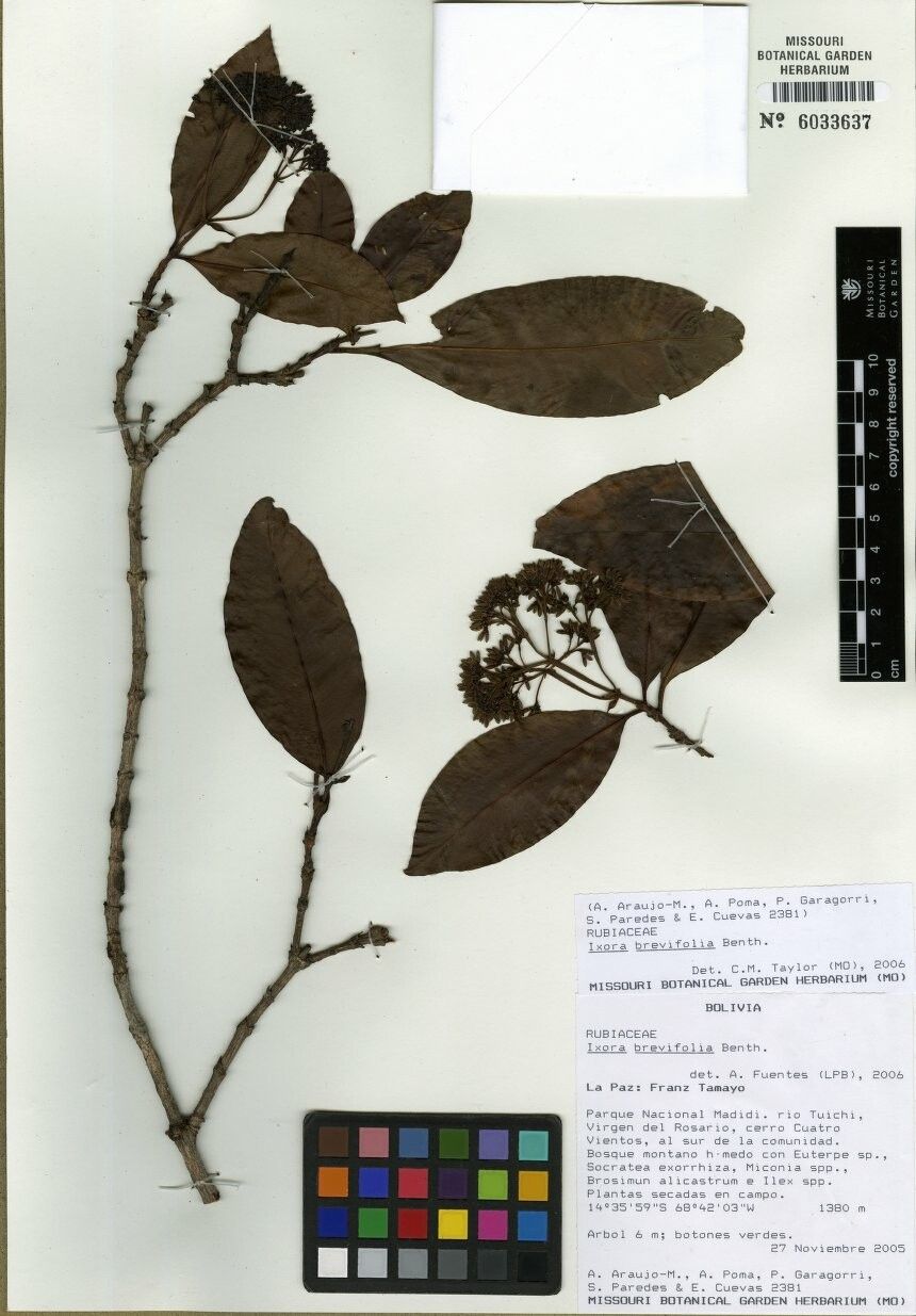 Ixora brevifolia — search result for 'Ixora'