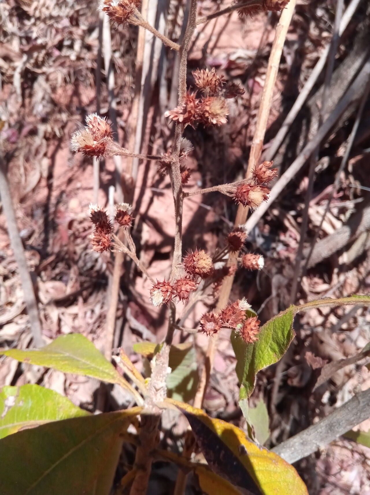 Vernonia kenteocephala flower