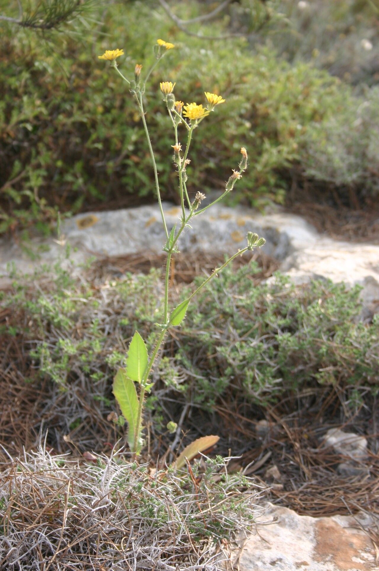 Crepis aspera habit