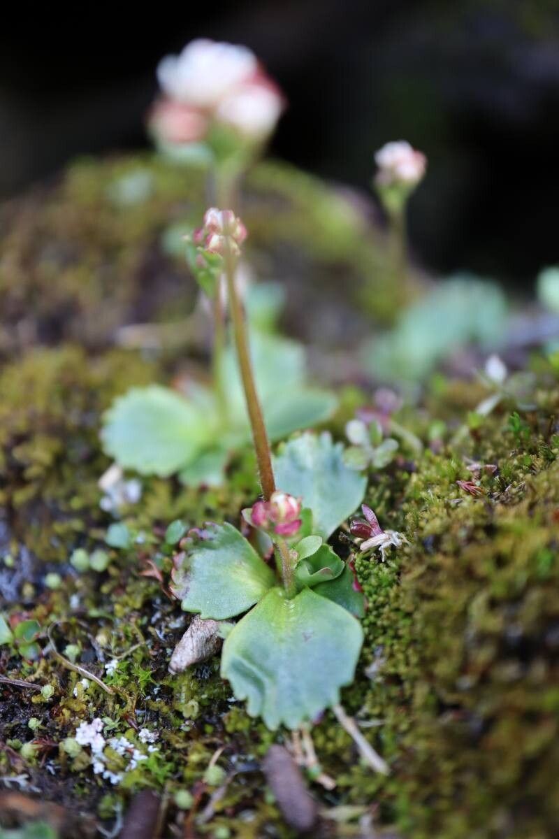 Micranthes nivalis leaf