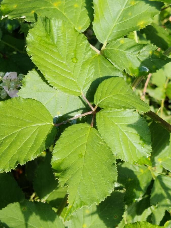 Rubus scaber leaf
