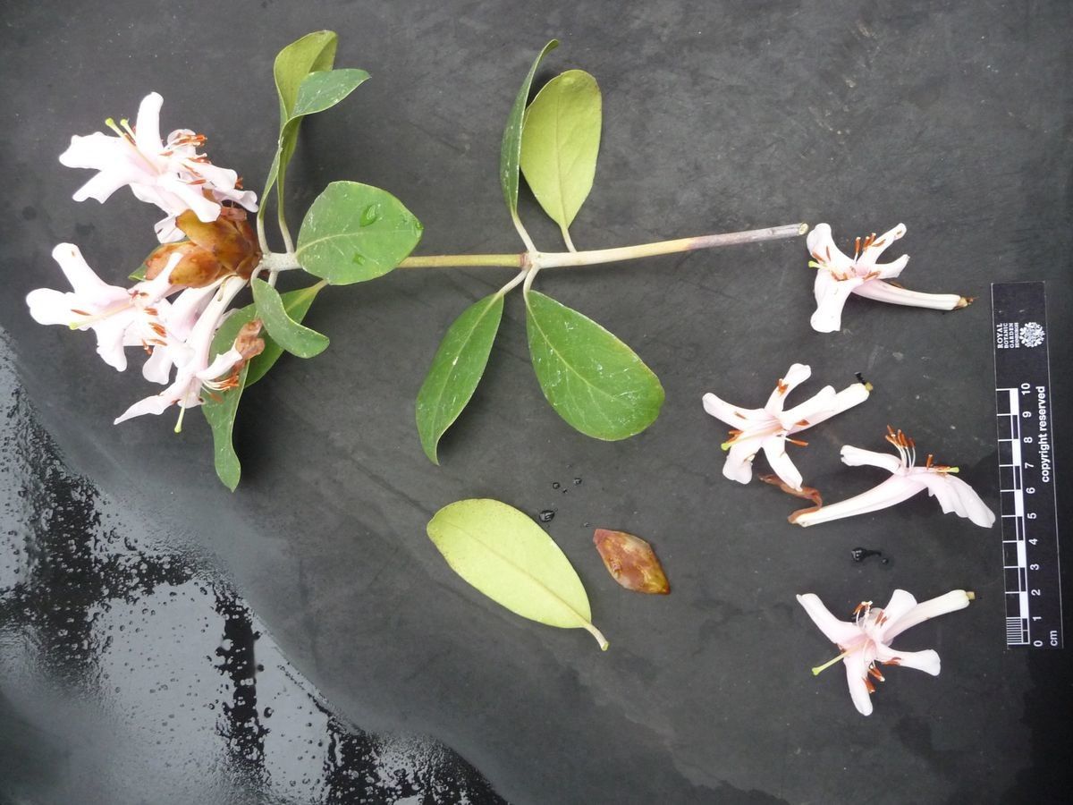 Rhododendron carstensense — houseplant care guide