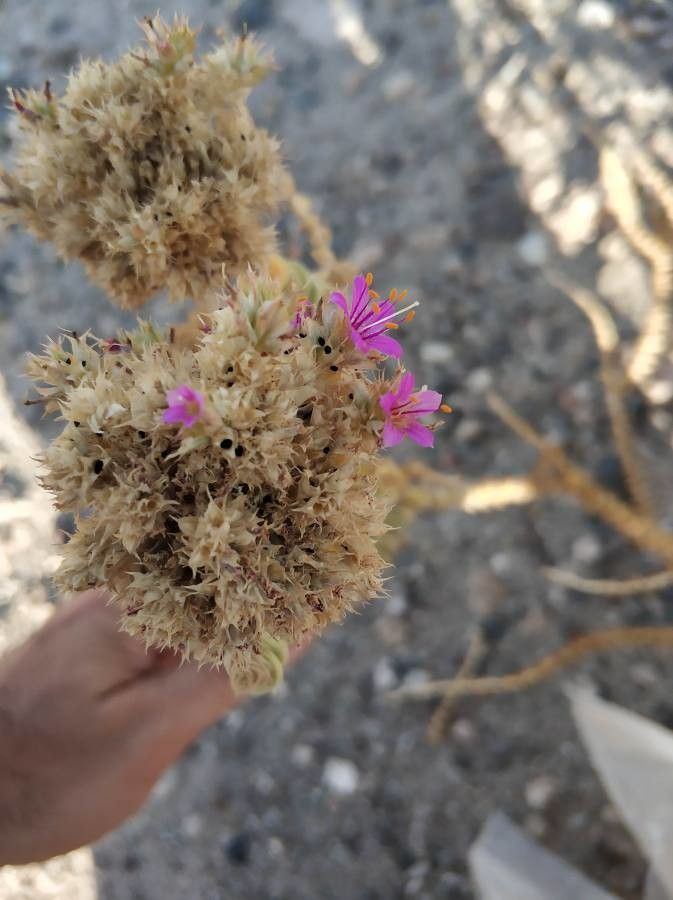 Cistanthe celosioides flower