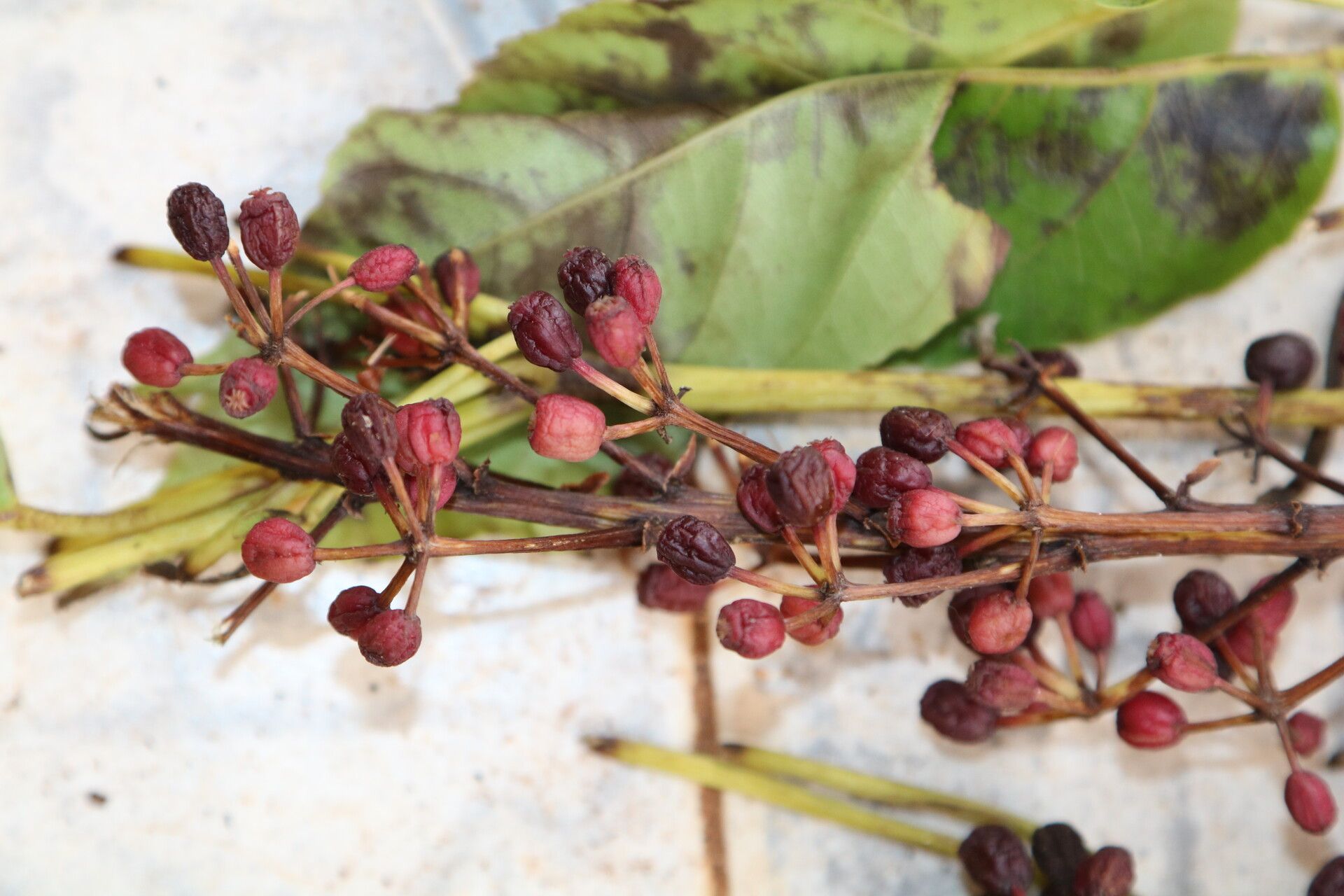 Astropanax abyssinicus fruit