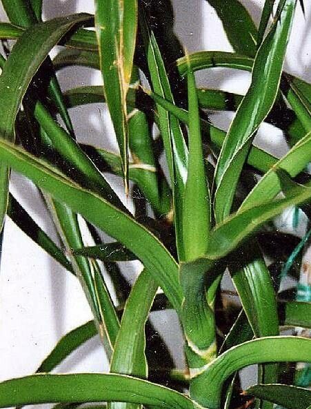Dracaena arborescens — search result for 'Dracaena'