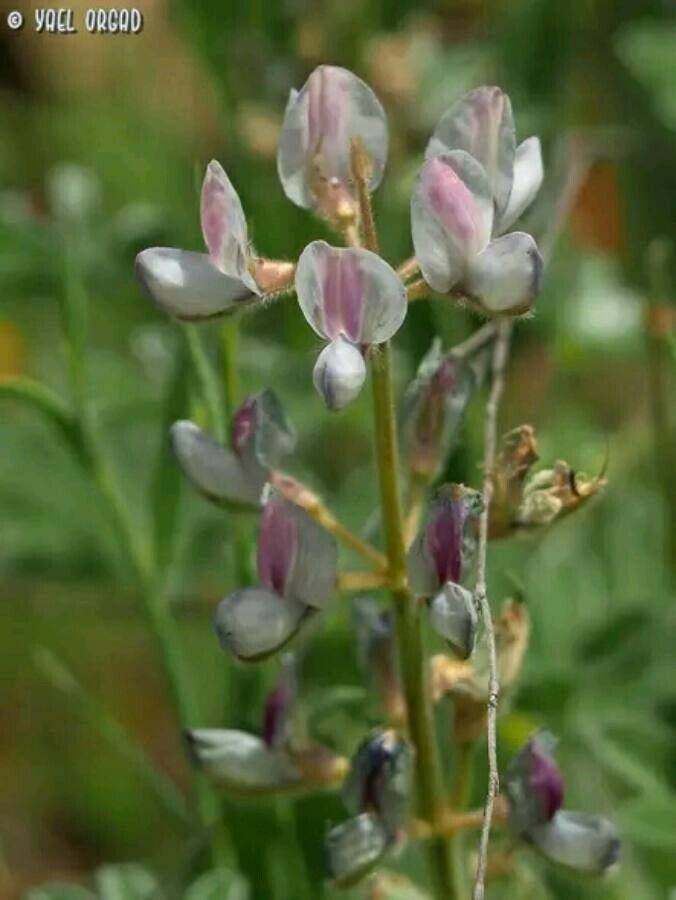 Lupinus palaestinus — search result for 'Lupinus'