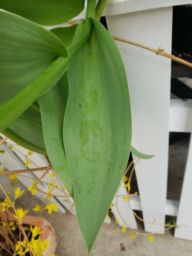 Tulipa fosteriana — search result for 'Tulipa'