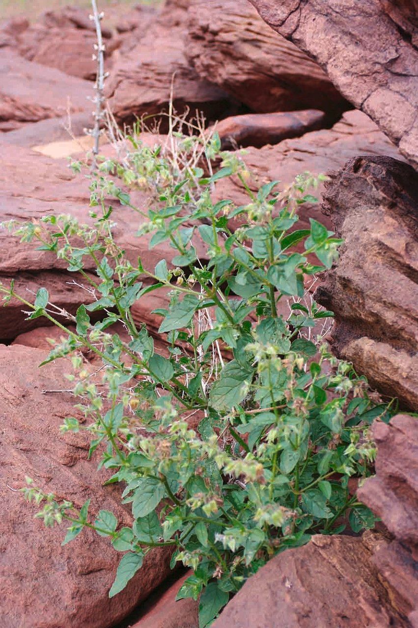 Trichodesma africanum leaf