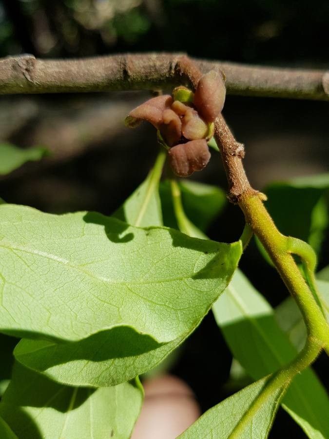 Asimina parviflora flower