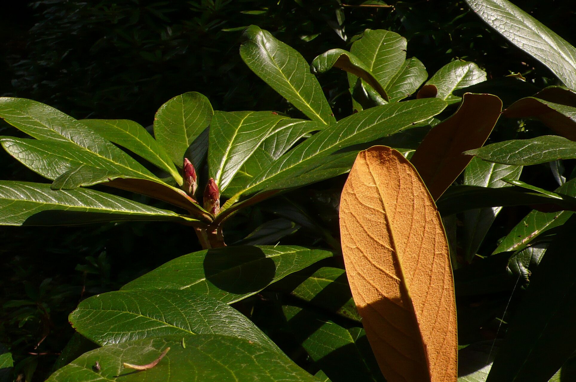 Rhododendron rothschildii — houseplant care guide