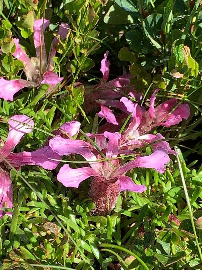 Saponaria pumila flower