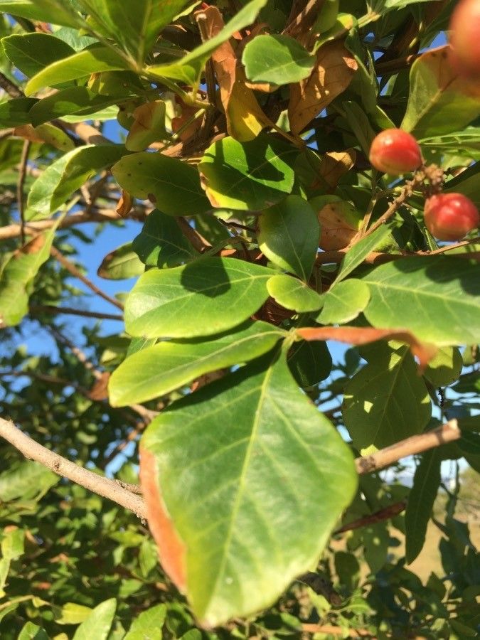 Paullinia trigonia leaf