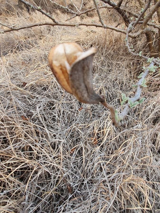 Sesamothamnus rivae fruit