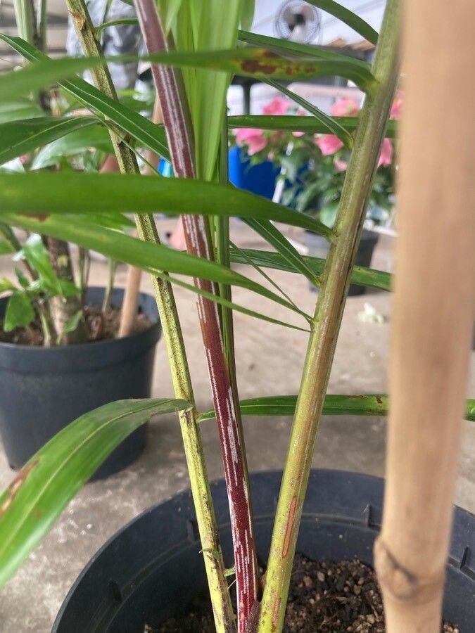 Dypsis lastelliana leaf