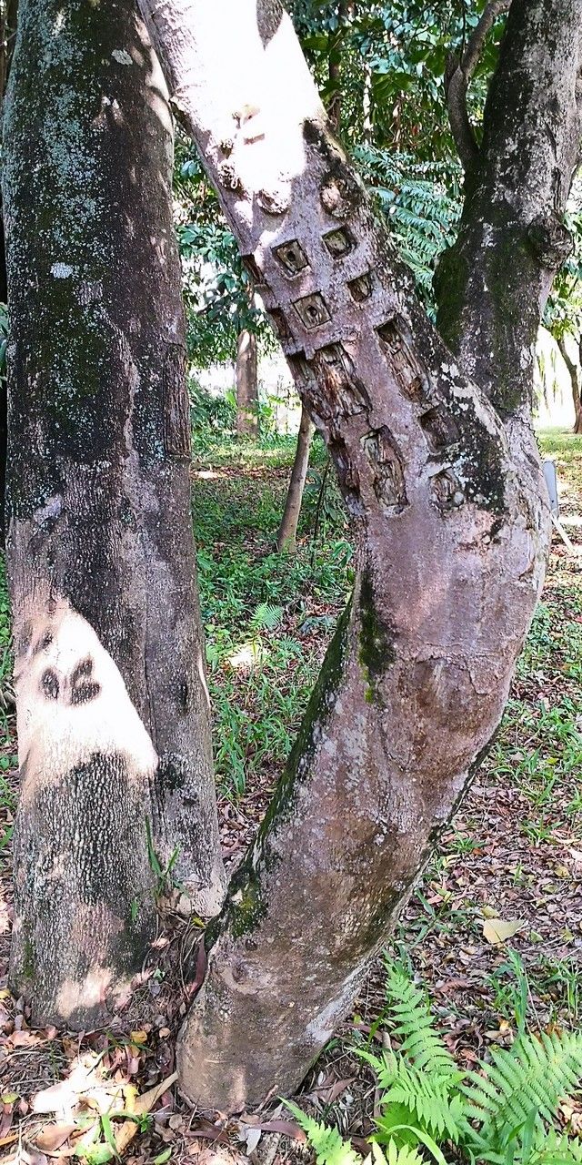 Aquilaria sinensis bark