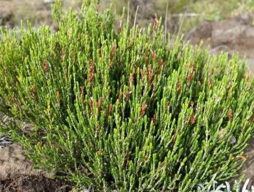 Leucadendron linifolium — search result for 'Leucadendron'