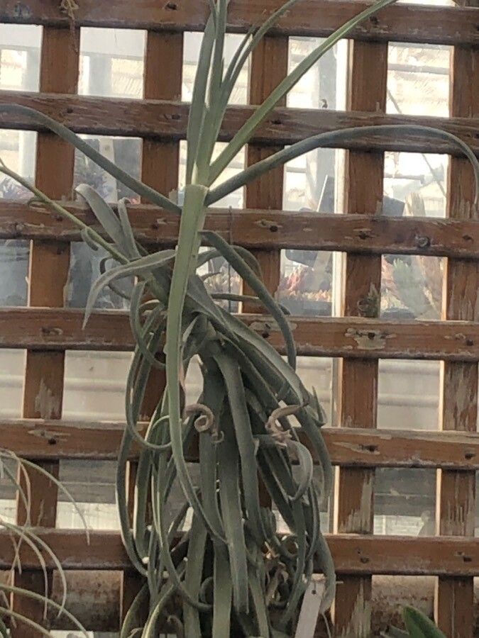 Tillandsia duratii — search result for 'Uruguay'