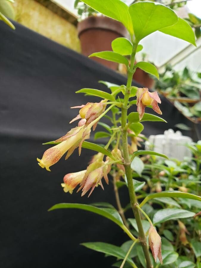 Nematanthus wettsteinii flower