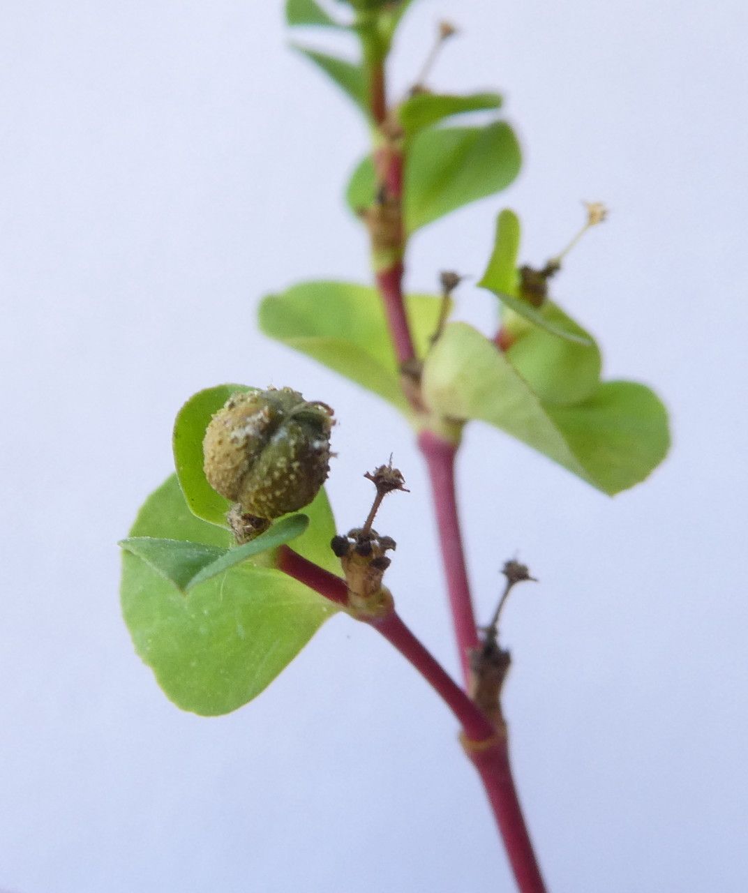 Euphorbia platyphyllos fruit