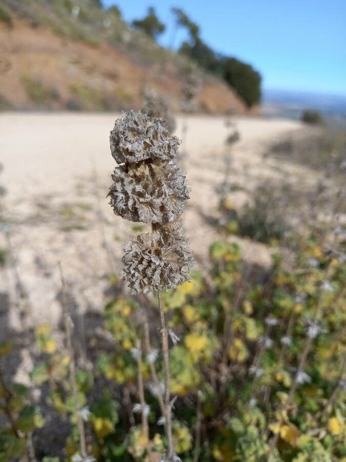 Ballota hirsuta fruit