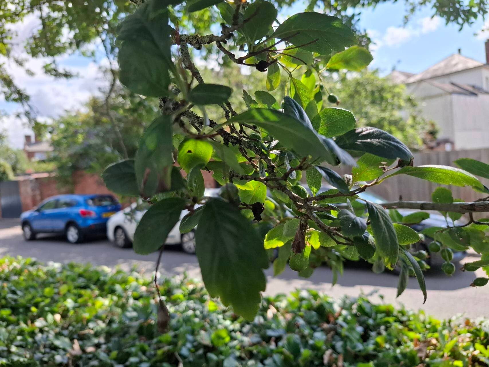 Crataegus × grignonensis — search result for 'Crataegus'