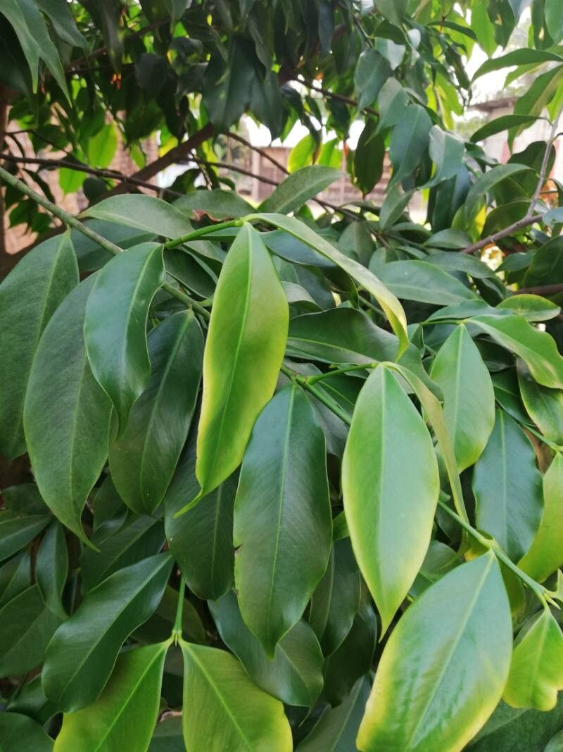 Garcinia epunctata leaf