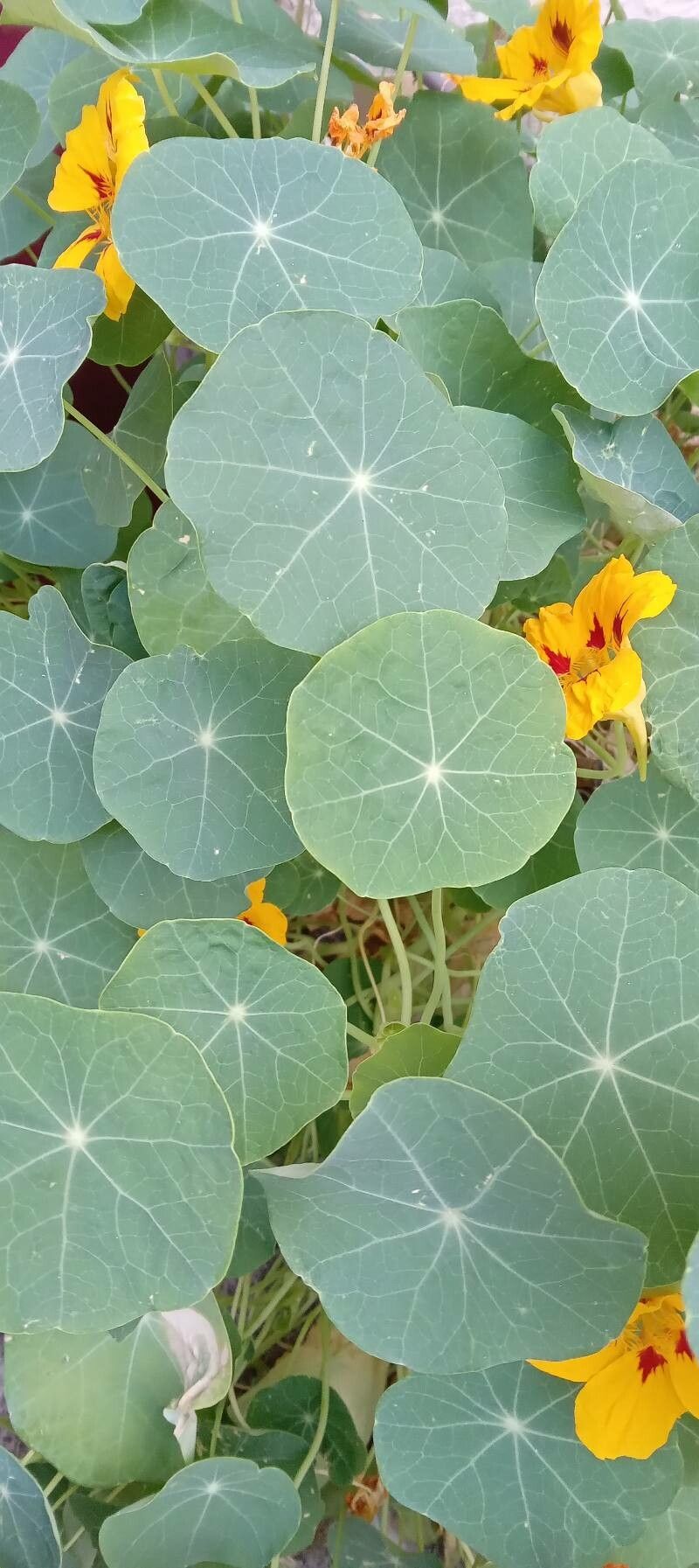 Tropaeolum minus leaf